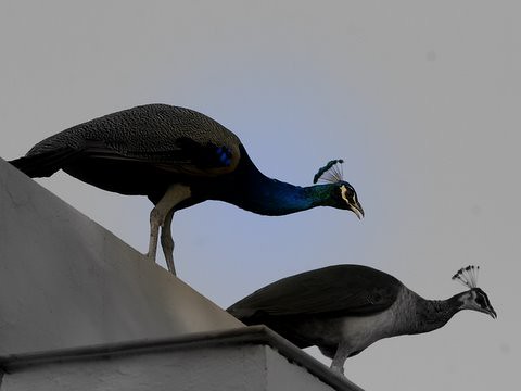 Peafowl looking over....5
