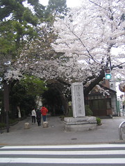 Kuhombutsu Sakura