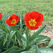 flowers-tulips