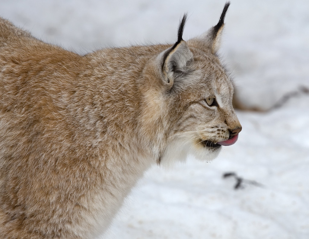 Lynx Lynx.