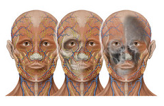 Head anatomy and vasular imaging