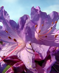 Rhododendron "Hydon Amethyst"