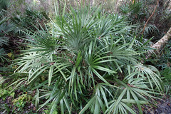 rhapidophyllum hystrix juniper springs recreation area ocala national forest marion co fl 1