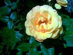 Rose Picture from Flickr.com