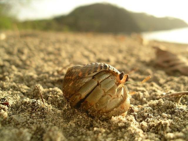 Hermit Crab Peeking from Shell