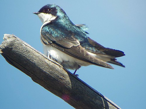 Hirondelle Bicolore - Tree Swallow  Île Bizard  05-05-2007  P5050029