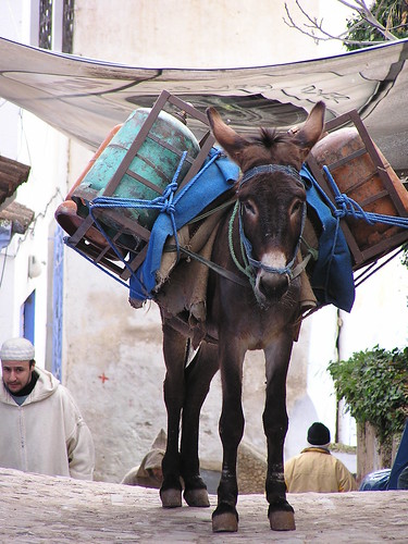 Burro, Morocco