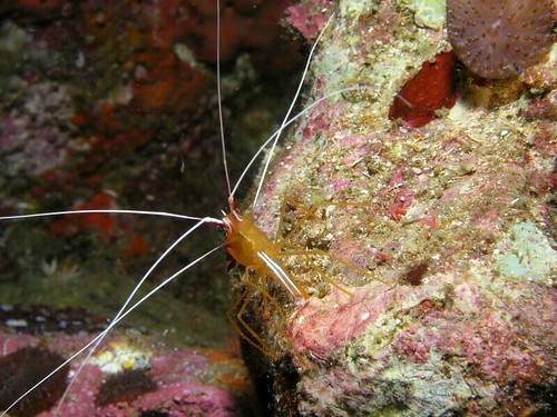 Lysmata Amboinensis - White-banded cleaner shrimp (Richelieu Rock) 