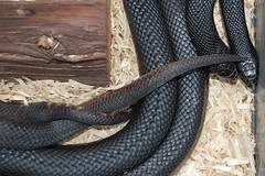 Black pine snake mating activity