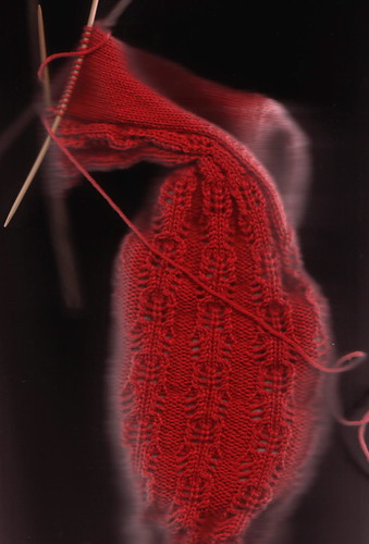 crustacean sock scan
