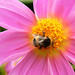 Busy buzzy bumblebee