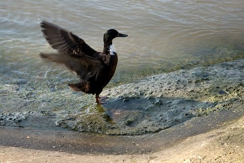 duck II