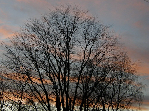 Tree and twilight sky