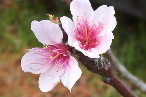 nectarine blossoms