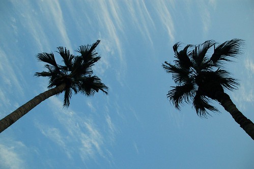 椰樹影