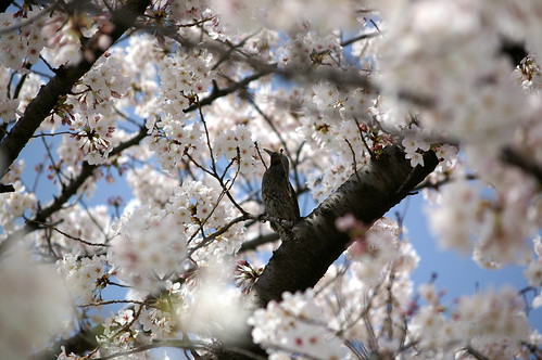 桜 Sakura "Cherry Blossoms" and bird ... by airthru.takashi.