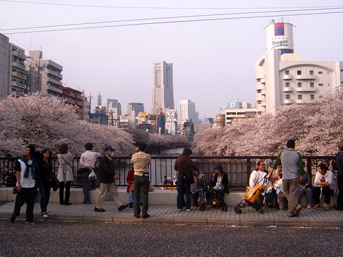 People enjoying sakura tree flowers