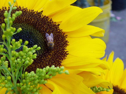 girasol y abeja / sunflower and bee