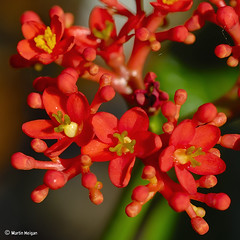 Jatropha podagrica flowers