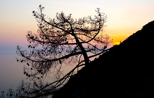 A tree in sunset near Corniglia