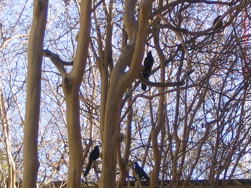 Black Birds in Tree