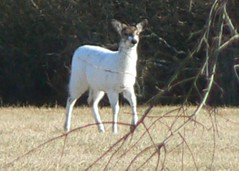 White Deer Redux