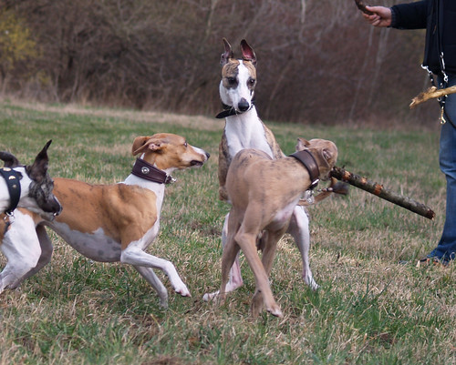 Whippetmeeting in vienna (Donauinsel)