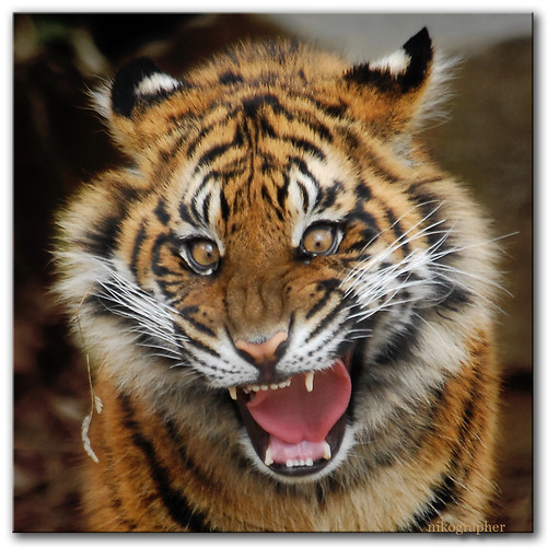Tiger Cub!