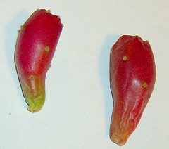 Opuntia Prusilla fruit