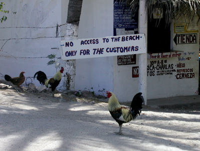 Guard roosters