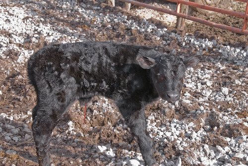 The big newborn calf