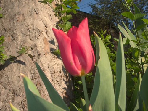 Tulip Under the Crabapple Tree