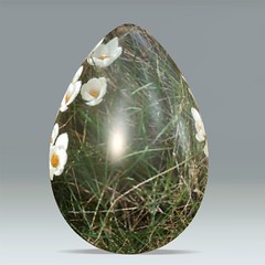 crocus egg