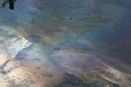 Oil Slick at Percival Landing