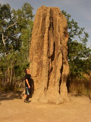 Termite Mounds: Big