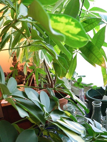 Green apartment jungle
