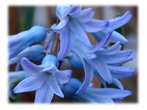 Purple Hyacinth looks blue