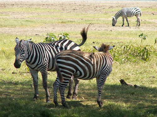 Zebra: Safari to the Lake Nakuru National Park