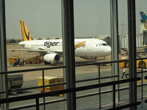 有沒有看過 tiger airlines?