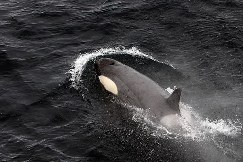 orca, killer whale, ross sea, Orcinus orca, antarctica, 