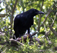 Crow Meat can  Boosts Sexual Potency