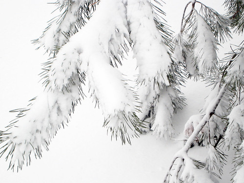 Snow covered fir