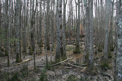 Croatan National Forest, New Bern, North Carolina by LollyKnit