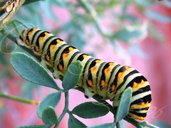 Macro Caterpillar - by Lord Cuauhtli