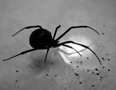 Black Widow Spider (B&W)