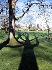 tree shadows