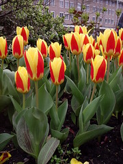 tulipi