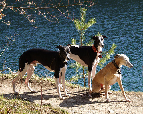 Whippets at Hechtsee 25.3.07