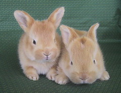 Two Bunnies - Two Weeks