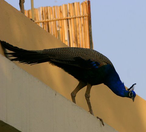 Will the peacock jump or fly? 7